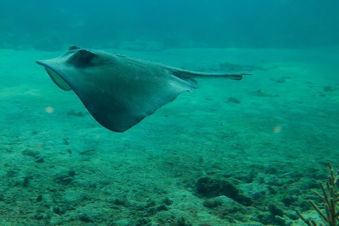Mahahual Snorkeling Adventure: Turtle Encounter - Second stop: coral heads and tropical fish