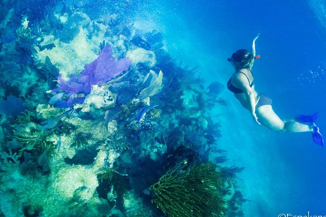 Mahahual Snorkeling Adventure: Turtle Encounter - Guides make the difference for first-time snorkelers