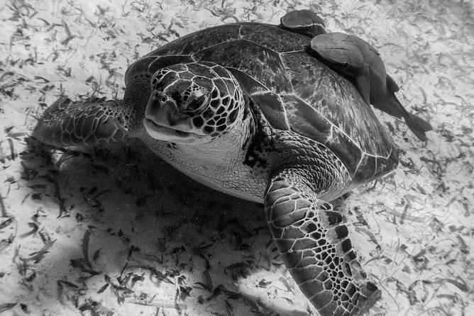 Mahahual Snorkeling Adventure: Turtle Encounter - What the boat and shore setup are really like