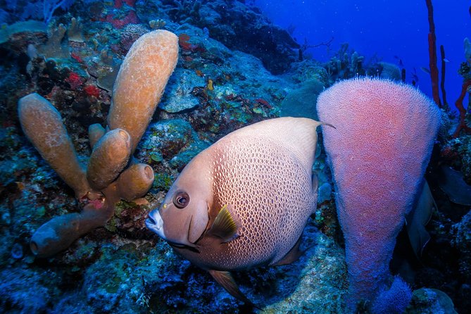 Mahahual Snorkeling Adventure: Turtle Encounter - Is $32 a good value in Costa Maya?