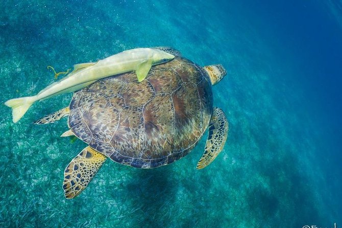 Mahahual Snorkeling Adventure: Turtle Encounter - First stop: sand, grass, and hawksbill turtles