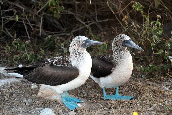Marietas Islands snorkeling & Hidden beach (w/ restrictions) - What the tour costs in real value