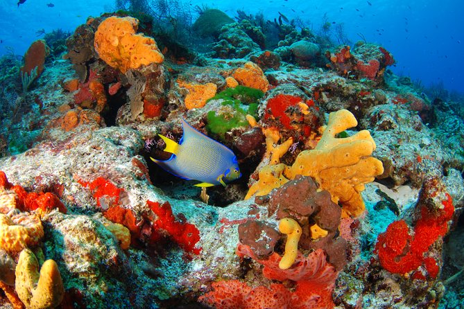 Mayan Adventure Snorkeling Tour from Playa del Carmen or Riviera Maya - The open cenote brings freshwater and optional thrills