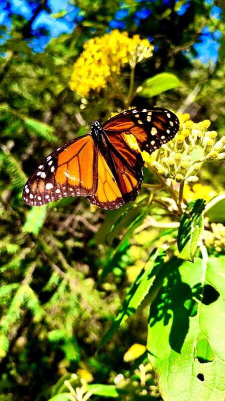 Mexico City: Monarch Butterfly Sanctuary Day Tour - Why Sierra Chincua is worth the long ride