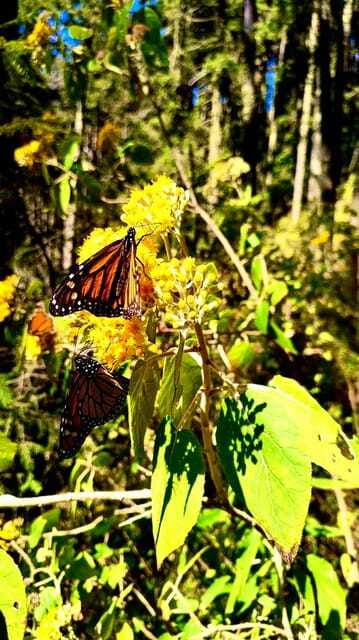 Mexico City: Monarch Butterfly Sanctuary Day Tour - Price, group size, and what you receive