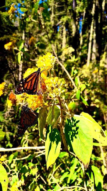 Mexico City: Monarch Butterfly Sanctuary Day Tour - Leaving Mexico City early