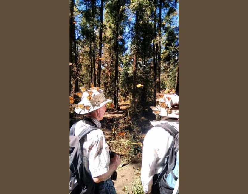 Monarch Butterfly - From Morelia’s Plaza de Armas to the mountain forest