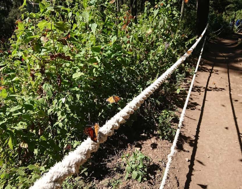 Monarch Butterfly - Entering El Rosario Sanctuary