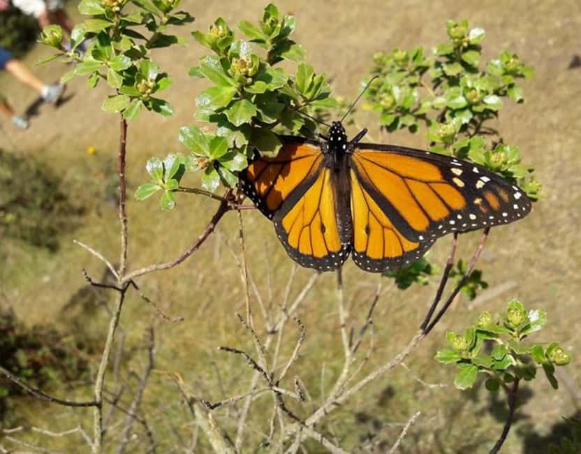 Monarch Butterfly - Meeting the monarchs at Los Núcleos