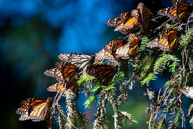 Monarch Butterfly Tour (Departing from Morelia) - Key points to know before booking