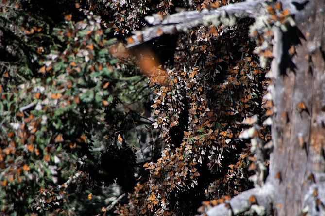 Monarch Butterfly Tour (Departing from Morelia) - The 6:30 am pickup from Morelia