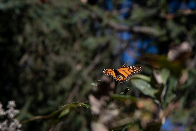 Monarch Butterfly Tour (Departing from Morelia) - Watching the butterflies wake up