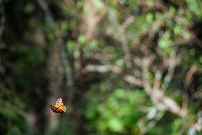 Monarch Butterfly Tour (Departing from Morelia) - A private tour with room to ask questions