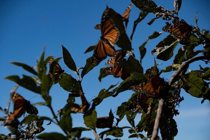 Monarch Butterfly Tour (Departing from Morelia) - Is $217.16 a fair price?