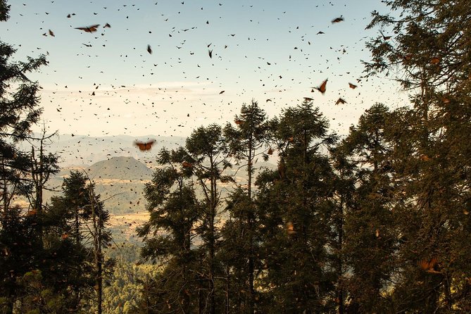 Monarch Butterfly Tour (Departing from Morelia) - Who will enjoy this day most?