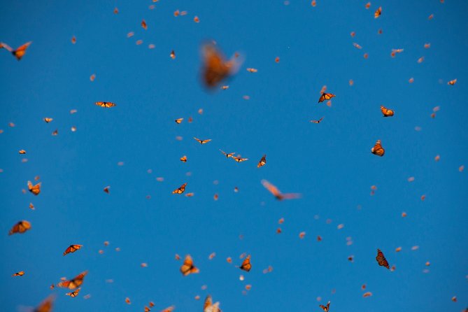 Monarch Butterfly Tour (Departing from Morelia) - Small practical tips for a better morning