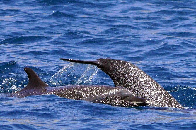Ocean Eco Adventure with Marine Biologist Guides - What the $83.64 price includes