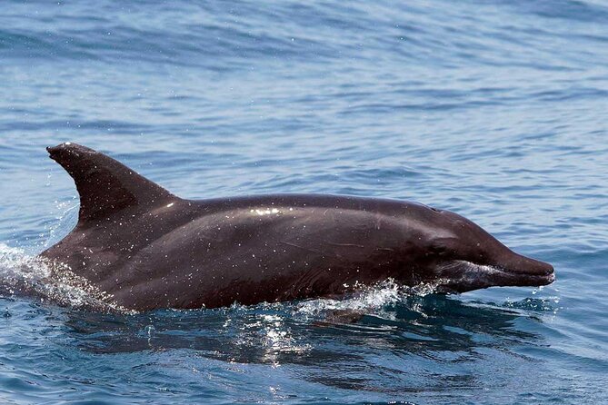 Ocean Eco Adventure with Marine Biologist Guides - Comfort, safety, and who should skip it