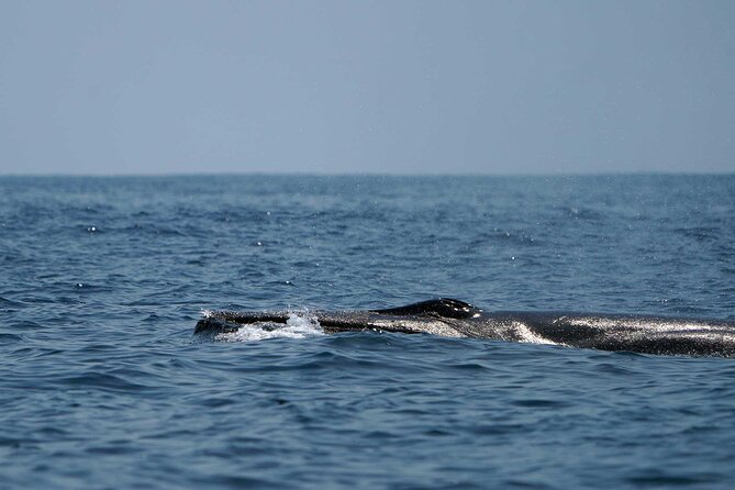 Ocean Eco Adventure with Marine Biologist Guides - Is Oceanico’s Ocean Eco Adventure worth booking?