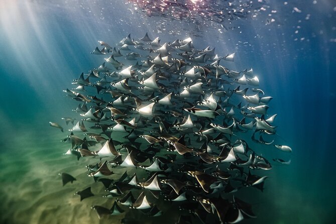 Open Ocean Safari and Whale Watching - Key points to know before you book