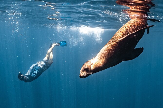 Open Ocean Safari and Whale Watching - What this Cabo ocean safari is really about