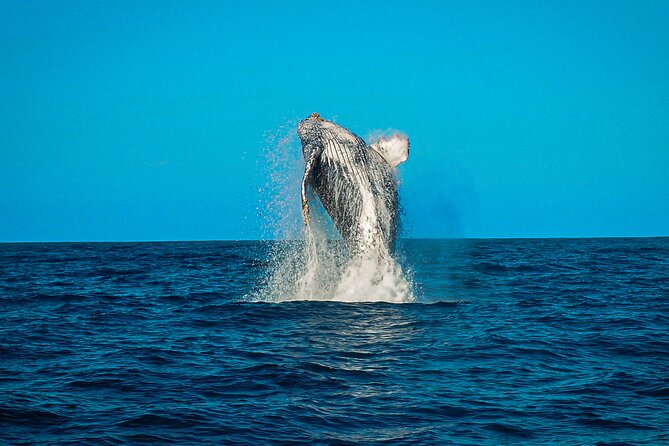 Open Ocean Safari and Whale Watching - Pelican Rock and the chance to get in the water