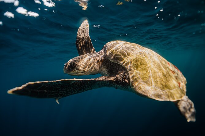 Open Ocean Safari and Whale Watching - The Sea of Cortez and the real wildlife search