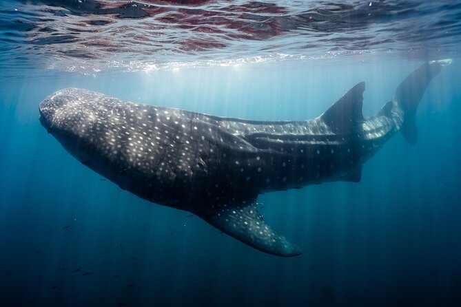 Open Ocean Safari and Whale Watching - Whale watching: spectacular when luck cooperates
