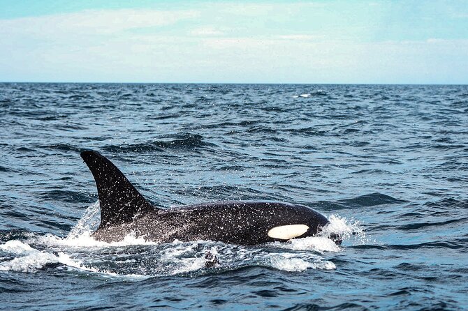 Open Ocean Safari and Whale Watching - Snorkeling, rays, and the limits of nature