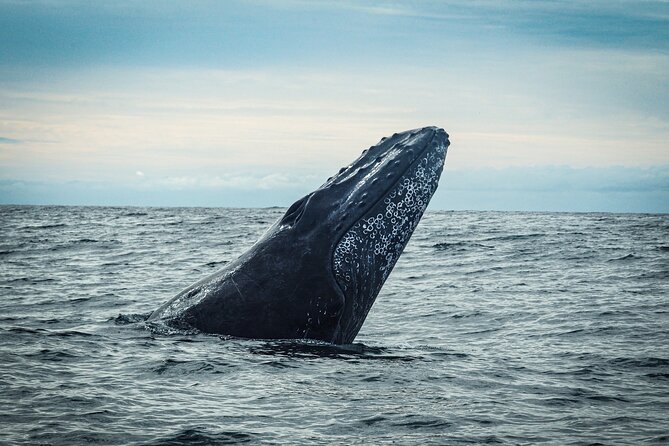 Open Ocean Safari and Whale Watching - Sea lions, dolphins, sharks, and reef fish