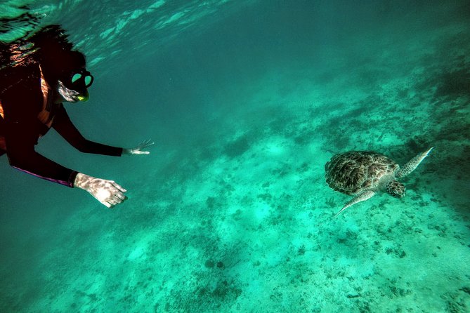 Private Cenote & Snorkeling Tour with Turtles in Akumal - Why Pair Akumal Bay With a Jungle Cenote?