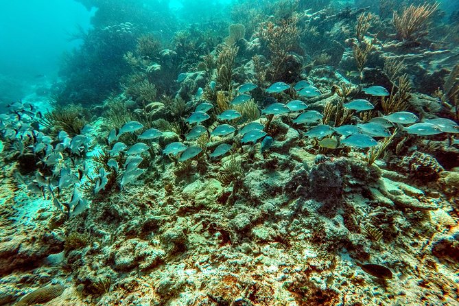 Private Cenote & Snorkeling Tour with Turtles in Akumal - Guides Make the Private Format Worthwhile