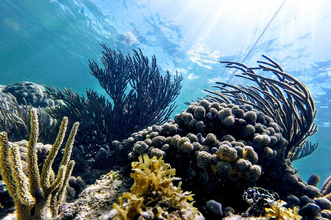 Private Cenote & Snorkeling Tour with Turtles in Akumal - Lunch: A Pleasant Addition With Mixed Expectations