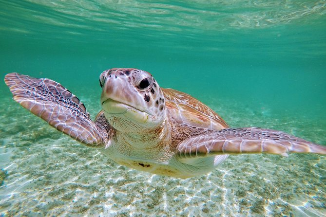 Private Cenote & Snorkeling Tour with Turtles in Akumal - What the $180 Price Really Covers