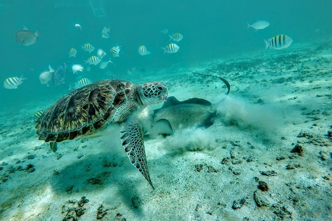 Private Cenote & Snorkeling Tour with Turtles in Akumal - Akumal Bay and the Search for Green Sea Turtles