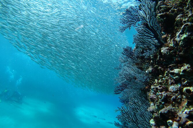 Private Dive Boat for Certified Divers - Cabo San Lucas - Two sites, two different underwater sessions