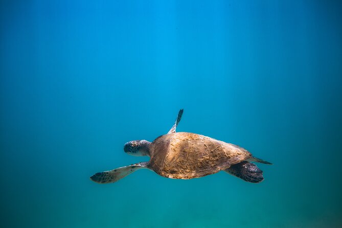 Private Dive Boat for Certified Divers - Cabo San Lucas - Who will enjoy this most?