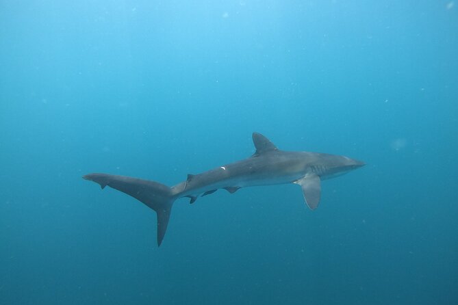 Private Dive Boat for Certified Divers - Cabo San Lucas - Starting at Plaza Nautica at 12:30