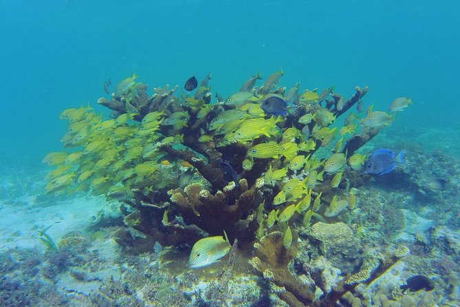 Private Escape: Isla Contoy & Isla Mujeres with Snorkeling - Isla Contoy National Park: Birds, Conservation, and Quiet Water