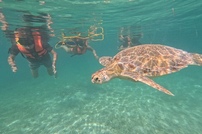 Private Snorkeling with Sea Turtles in Akumal Beach - The official 1-kilometer turtle circuit