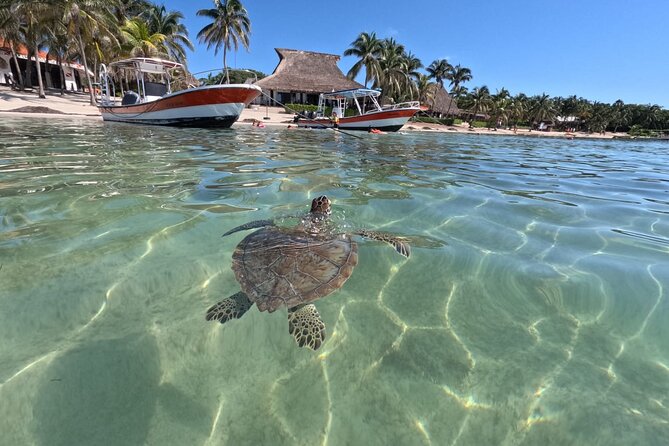 Private Snorkeling with Sea Turtles in Akumal Beach - Why a private guide changes the experience