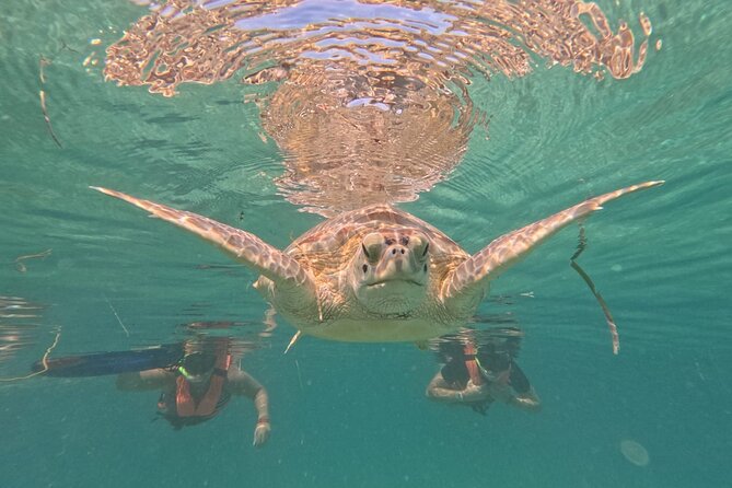 Private Snorkeling with Sea Turtles in Akumal Beach - Sea conditions, visibility, and comfort