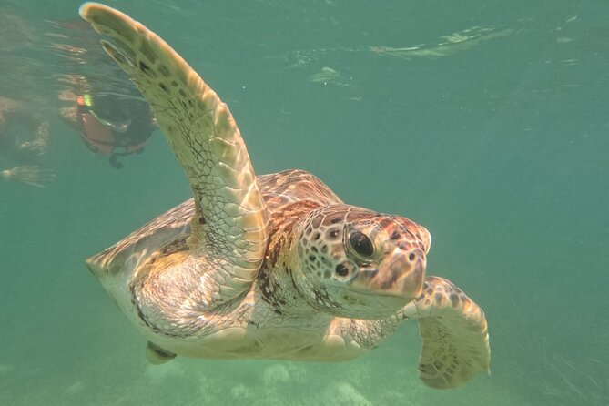 Private Snorkeling with Sea Turtles in Akumal Beach - Darwin and Marlene’s personal touch