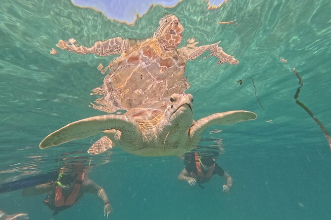 Private Snorkeling with Sea Turtles in Akumal Beach - Who will enjoy this Akumal swim