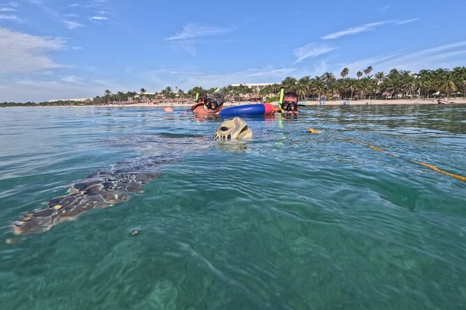 Private Snorkeling with Sea Turtles in Akumal Beach - Meeting at Playa Akumal without getting turned around