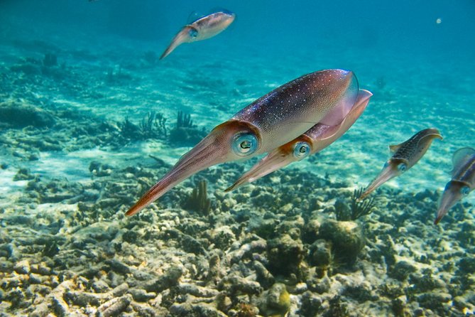 Private Tulum Ruins, Turtles in Akumal and Cenote Adventure - Who will enjoy this best
