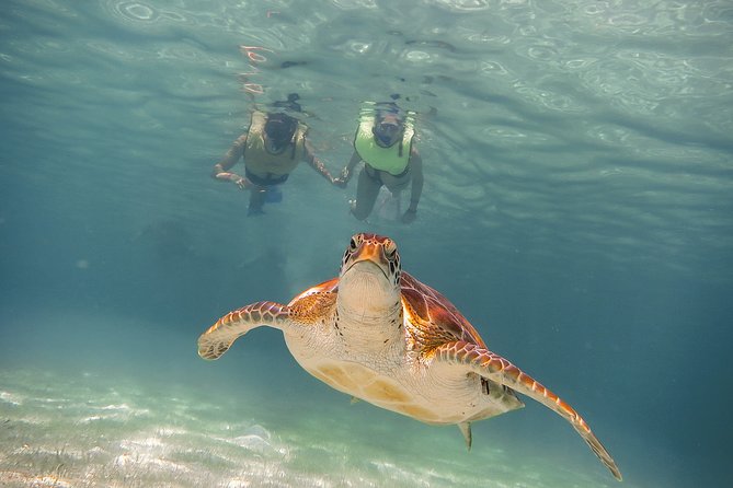 Private Turtles & Cenotes Adventure - Two Yucatan water worlds in five hours
