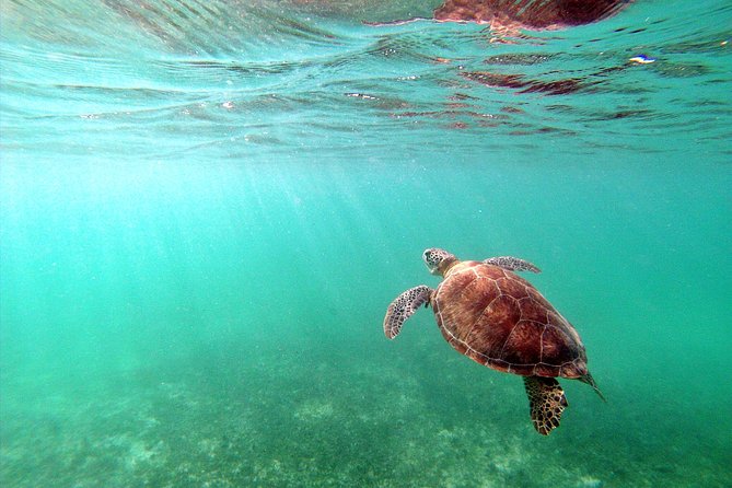 Private Turtles & Cenotes Adventure - What the sea turtle stop feels like