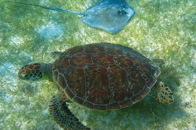 Private Turtles & Cenotes Adventure - Puerto Aventuras and the Turtle Bay snorkel