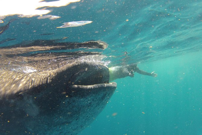 Private Whale Shark All Inclusive Experience - The 6 a.m. Start and Ride to the Dock